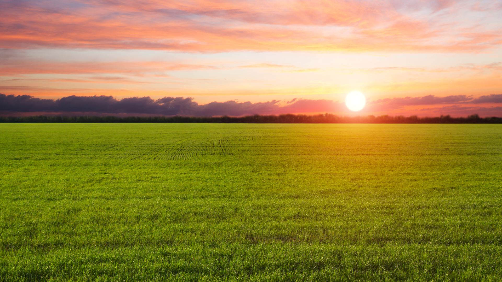 green field at sunset